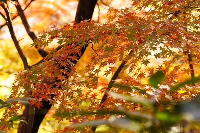 紅葉グラデーション　松永記念館の老欅荘_b0145398_12471816.jpg