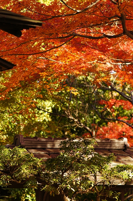 紅葉グラデーション　松永記念館の老欅荘_b0145398_12493381.jpg