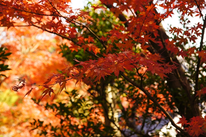 紅葉グラデーション　松永記念館の老欅荘_b0145398_1250530.jpg