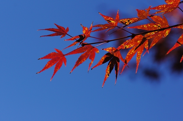 紅葉グラデーション　松永記念館の老欅荘_b0145398_1252508.jpg