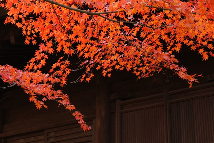 鎌倉紅葉巡り　長勝寺と安国論寺の紅葉_b0145398_22301291.jpg