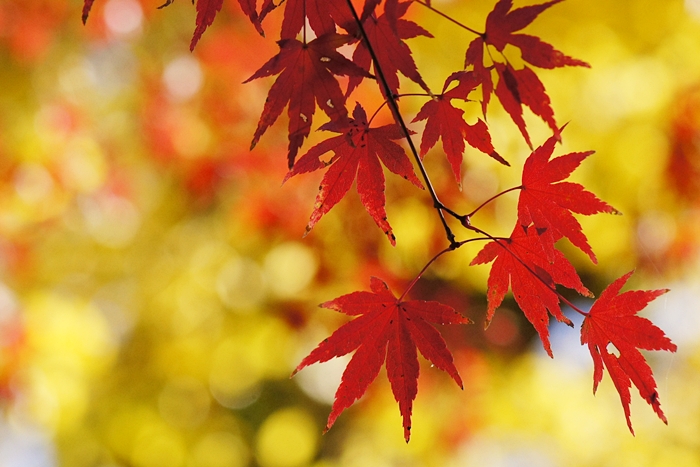 鎌倉紅葉巡り 長勝寺と安国論寺の紅葉_b0145398_22304790.jpg