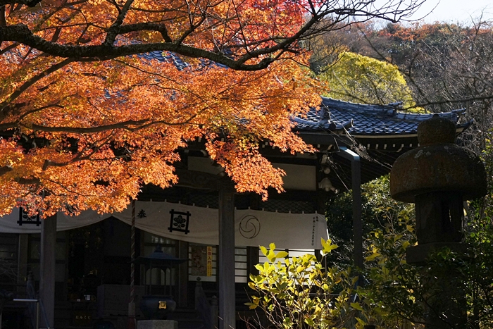 鎌倉紅葉巡り　長勝寺と安国論寺の紅葉_b0145398_2245552.jpg