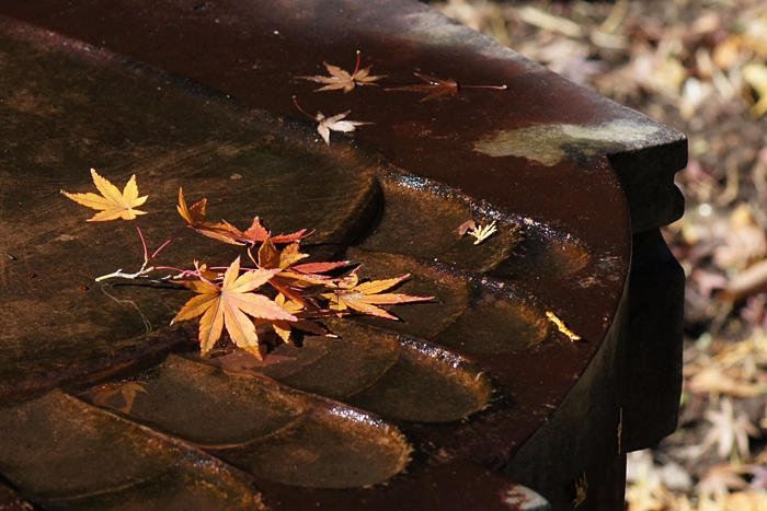 鎌倉紅葉巡り 長勝寺と安国論寺の紅葉_b0145398_22461621.jpg