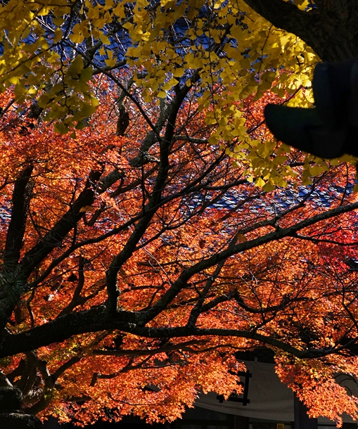 鎌倉紅葉巡り 長勝寺と安国論寺の紅葉_b0145398_2246306.jpg