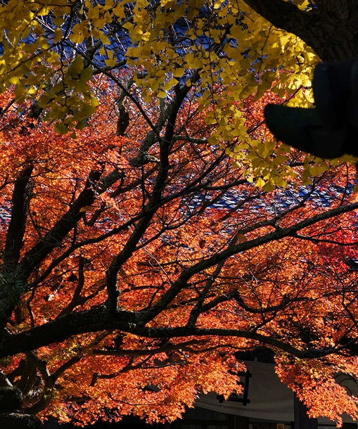 鎌倉紅葉巡り　長勝寺と安国論寺の紅葉_b0145398_2246306.jpg