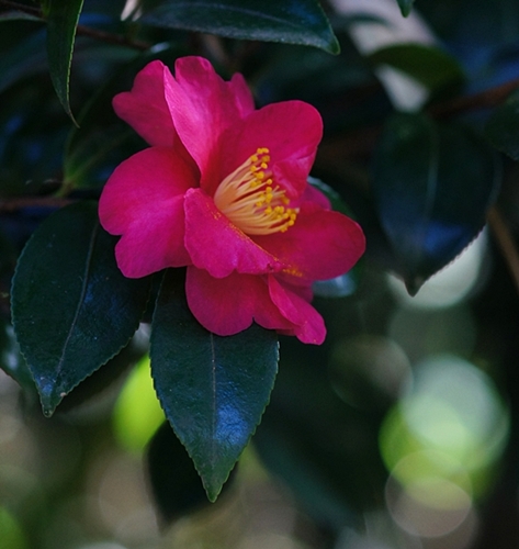 鎌倉紅葉巡り　長勝寺と安国論寺の紅葉_b0145398_22503440.jpg