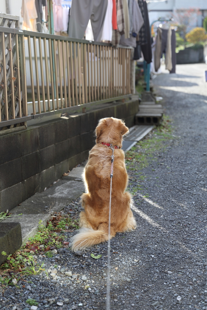 お花屋さんが開いていない朝_b0275998_13143130.jpg