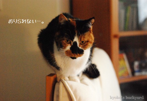 椅子と猫_b0253205_2542293.jpg