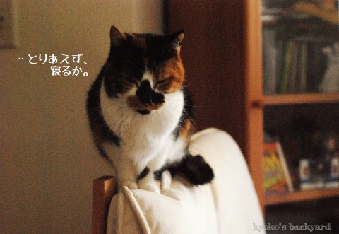 椅子と猫_b0253205_254576.jpg