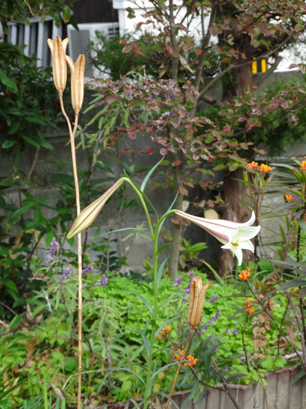 c0042418_9335036.jpg