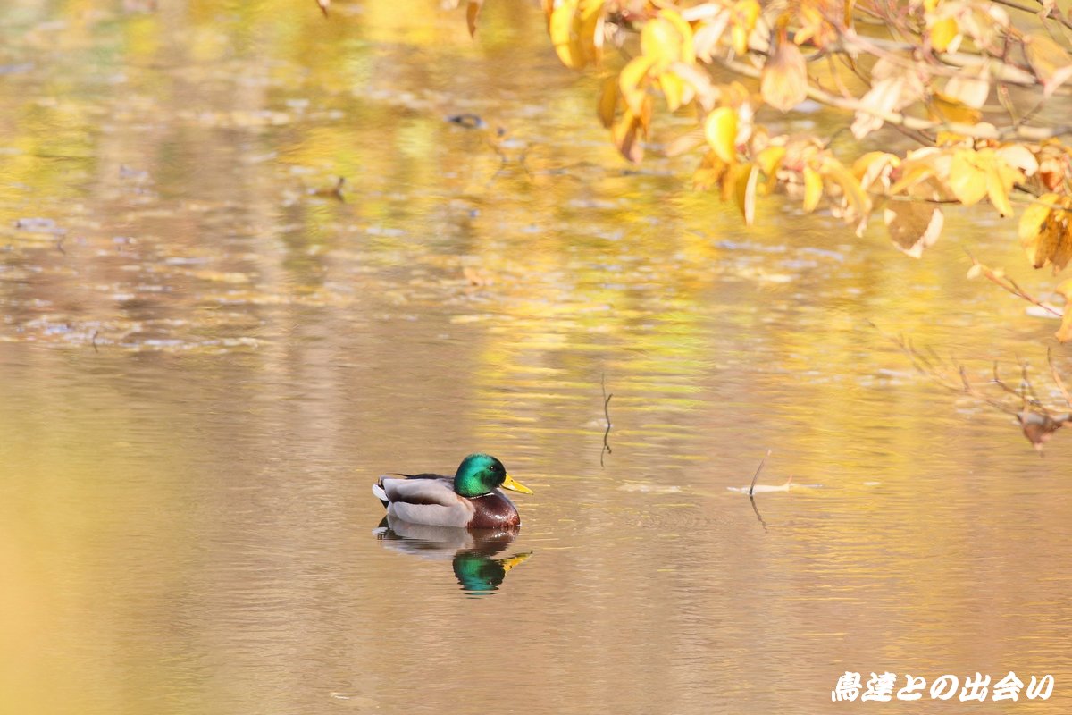 カモ達　…　マガモ(Mallard)_e0139623_20552117.jpg