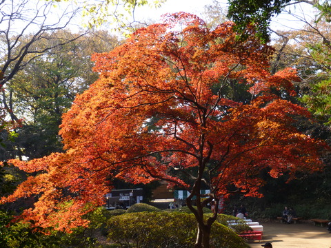 東京、六義園_d0089327_1823622.jpg