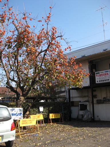 c0217931_10532629.jpg