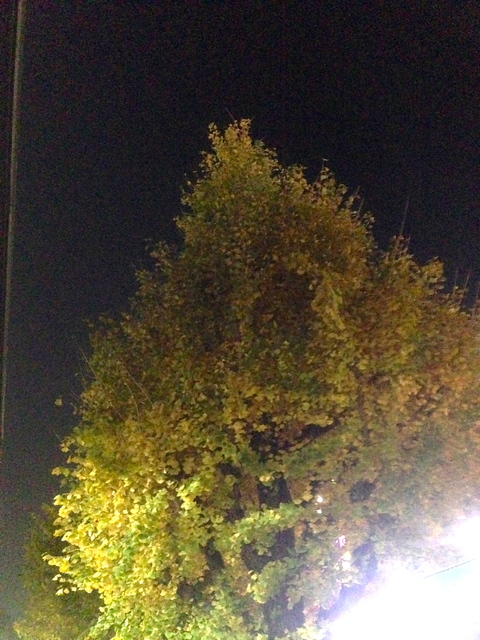 d0013834_22425981.jpg