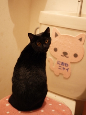 トイレの黒猫 ぎゃぉすてぃぁら編。_a0143140_23205531.jpg