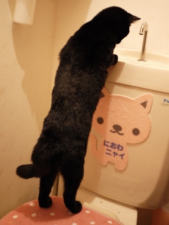 トイレの黒猫 ぎゃぉすてぃぁら編。_a0143140_23212172.jpg