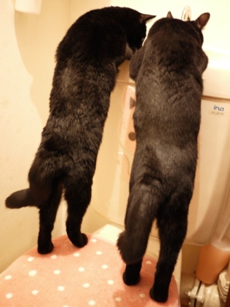 トイレの黒猫 ぎゃぉすてぃぁら編。_a0143140_23214833.jpg