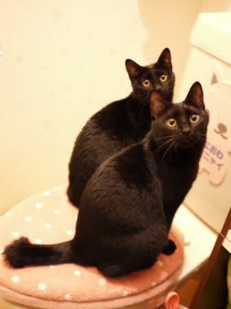トイレの黒猫 ぎゃぉすてぃぁら編。_a0143140_23221017.jpg