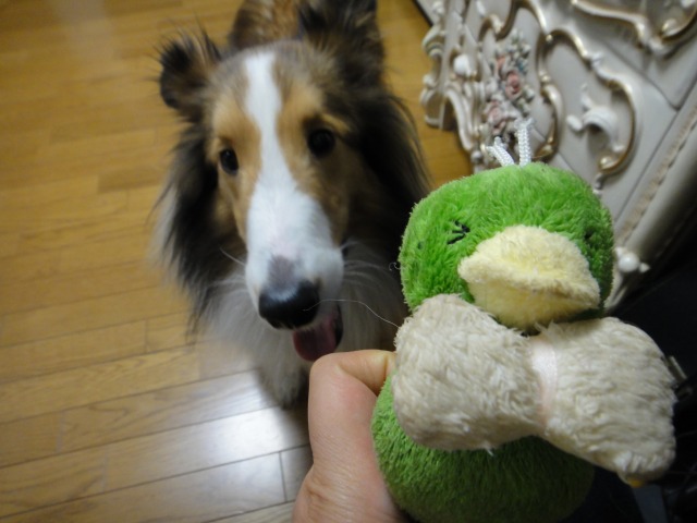 こちらの枝、譲っていただけますかワン?_e0195743_274192.jpg