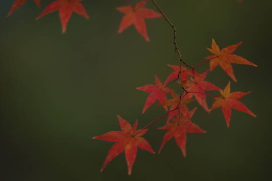 今年の紅葉シーズンもそろそろ終盤となりました_c0303246_23360467.jpg