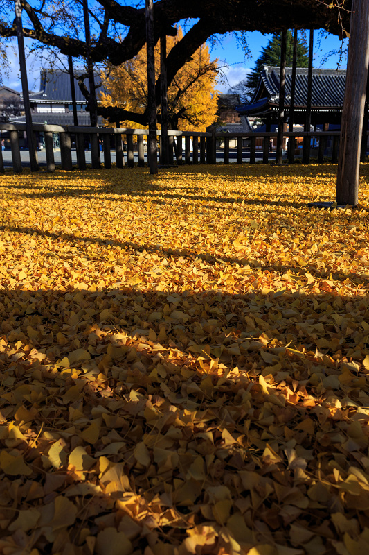 黄金色の境内（西本願寺）_f0155048_1992134.jpg