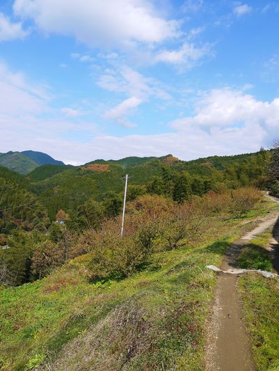 山あいの南高梅 葉の紅葉と樹勢のお話_a0254656_17195060.jpg