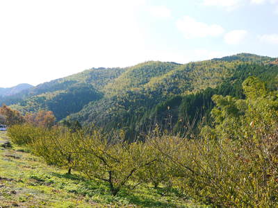 山あいの南高梅　葉の紅葉と樹勢のお話_a0254656_17472912.jpg