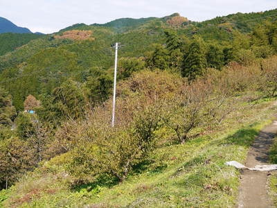 山あいの南高梅　葉の紅葉と樹勢のお話_a0254656_18385193.jpg