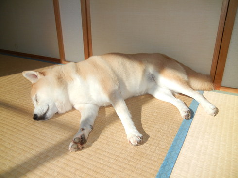 ’13,12,12(木)寒い朝の至福の時間!_f0060461_10345230.jpg
