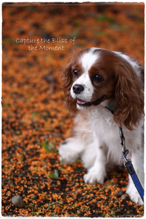 fragrant orange-colored olive_e0248566_21404343.jpg