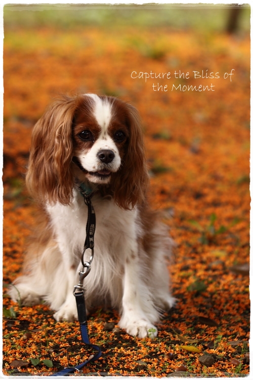 fragrant orange-colored olive_e0248566_21411227.jpg