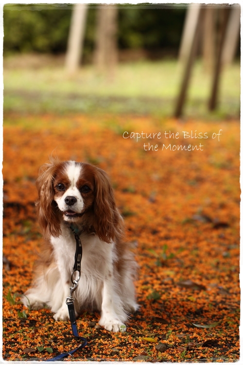 fragrant orange-colored olive_e0248566_21412227.jpg