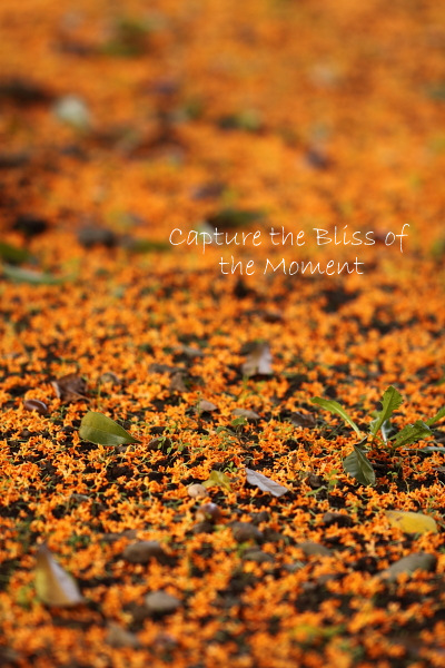 fragrant orange-colored olive_e0248566_21414584.jpg