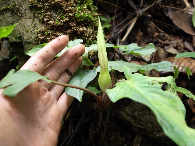 Schismatoglottis sp\"シモフリ\"from Rao【AZ0712-3】_a0067578_21162828.jpg