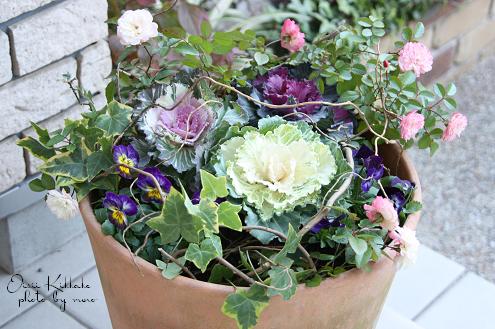 お正月の寄せ植え ミニ葉牡丹で洋風に おいしい きっかけ お正月の寄せ植え ミニ葉牡丹で洋風に おいしい きっかけ