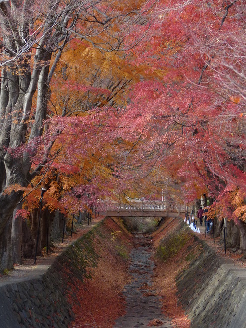 河口湖紅葉まつり_f0201084_10463450.jpg