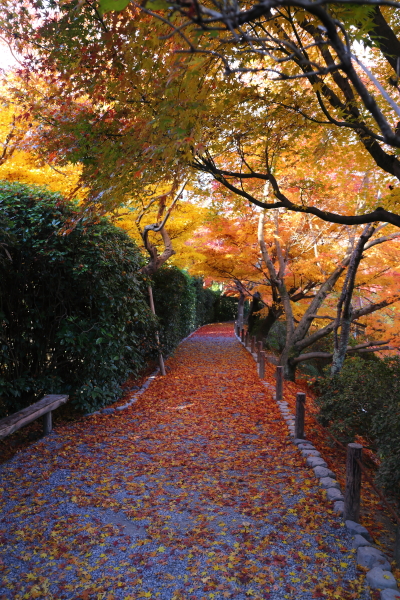 龍安寺_e0051888_385737.jpg