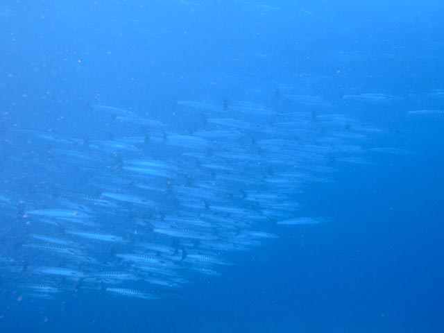 e0064291_131519.jpg