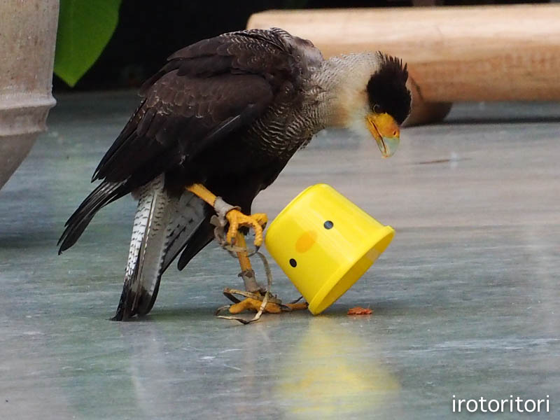 見つけちゃうよ カンムリカラカラ 13 12 11 いろとりとり 見つけちゃうよ カンムリカラカラ 13 12 11 いろとりとり