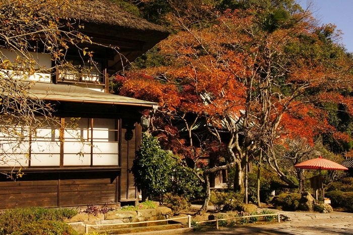 海蔵寺の紅葉 最後から二番目の恋のロケ地巡り_b0145398_1134434.jpg