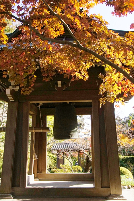 海蔵寺の紅葉 最後から二番目の恋のロケ地巡り_b0145398_113537.jpg