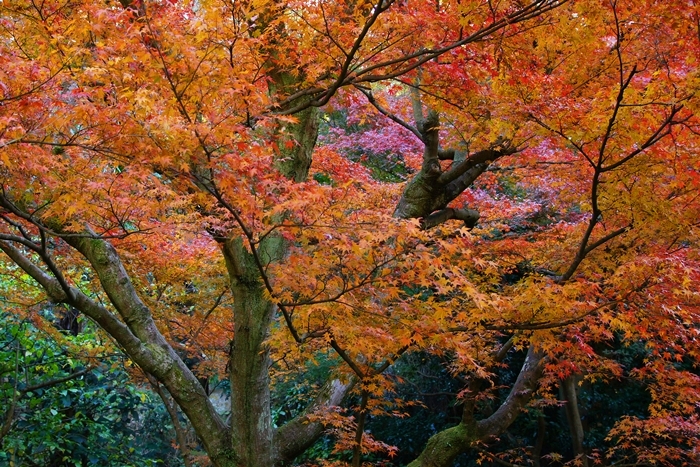 鎌倉 明月院の紅葉が見頃でした_b0145398_16325217.jpg
