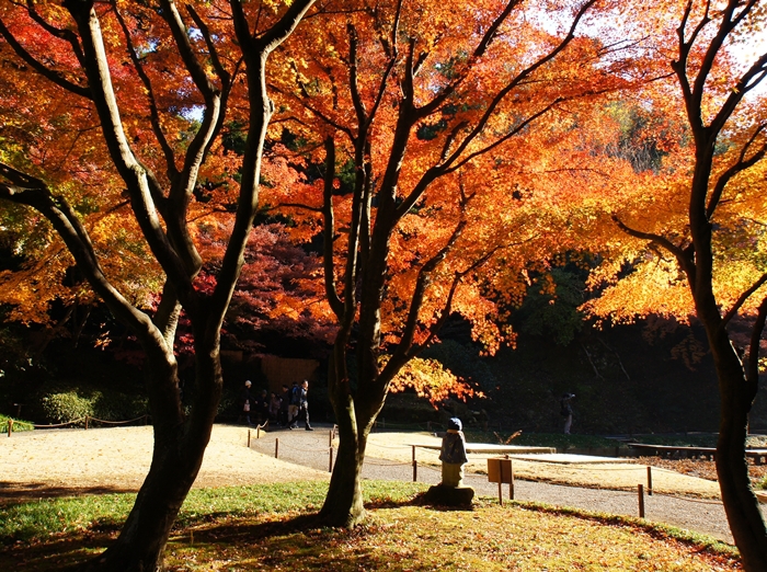 鎌倉 明月院の紅葉が見頃でした_b0145398_16342339.jpg