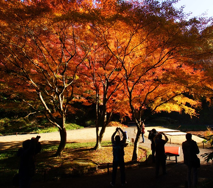 鎌倉 明月院の紅葉が見頃でした_b0145398_16381560.jpg