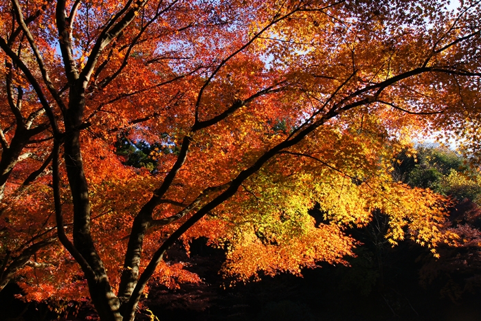 鎌倉 明月院の紅葉が見頃でした_b0145398_16412793.jpg