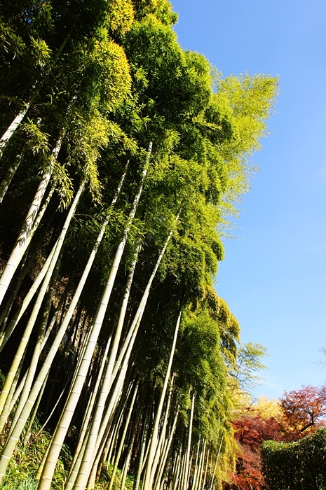 素晴らしい紅葉! 北鎌倉の長寿寺特別拝観_b0145398_19132522.jpg