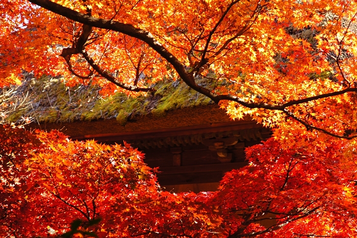 素晴らしい紅葉! 北鎌倉の長寿寺特別拝観_b0145398_19133027.jpg