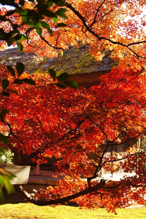 素晴らしい紅葉! 北鎌倉の長寿寺特別拝観_b0145398_19134635.jpg