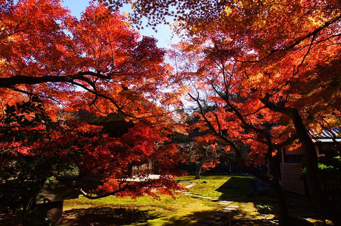素晴らしい紅葉! 北鎌倉の長寿寺特別拝観_b0145398_19145132.jpg